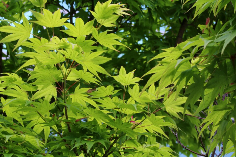 The leaves wood leaf