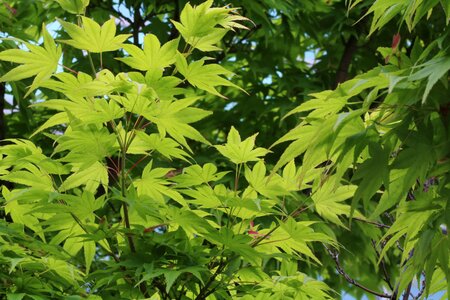 The leaves wood leaf