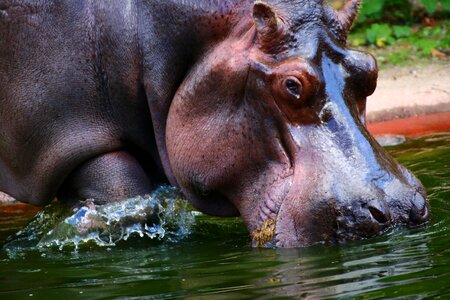 Africa animal zoo