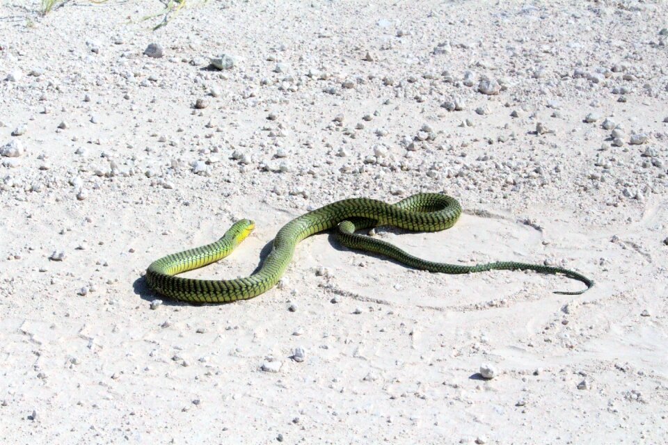 Safari snake reptile