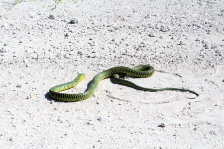 Safari snake reptile