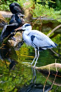 Plumage water animal world