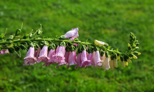 Ornamental plants garden flower