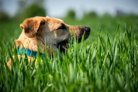 Animal hybrid dog head photo