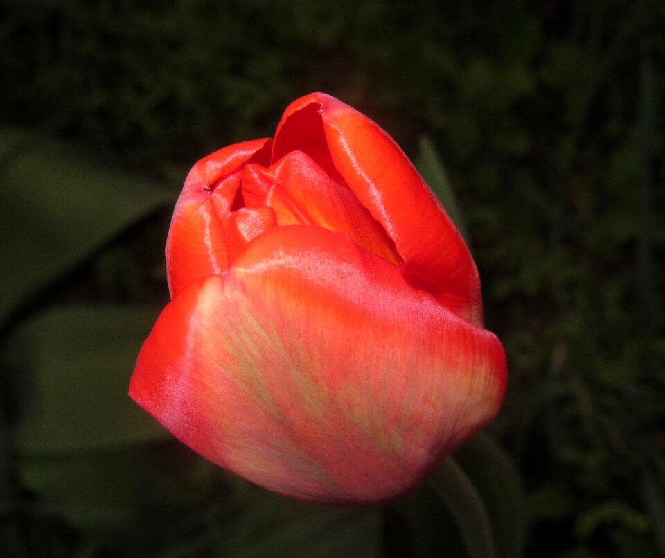 Flower tulip nature