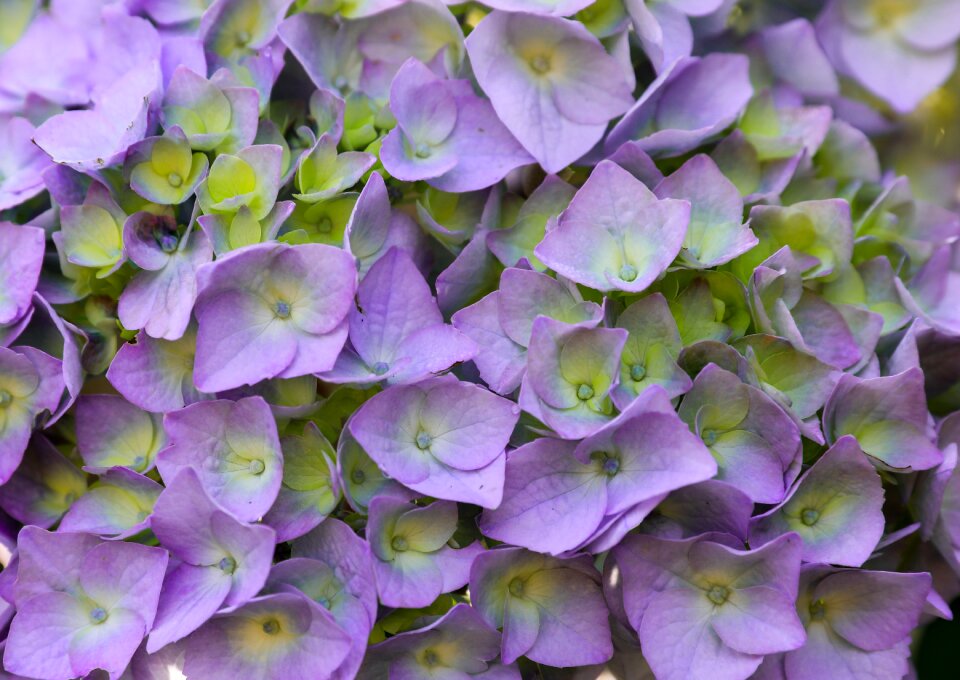Ornamental plants flower garden plant