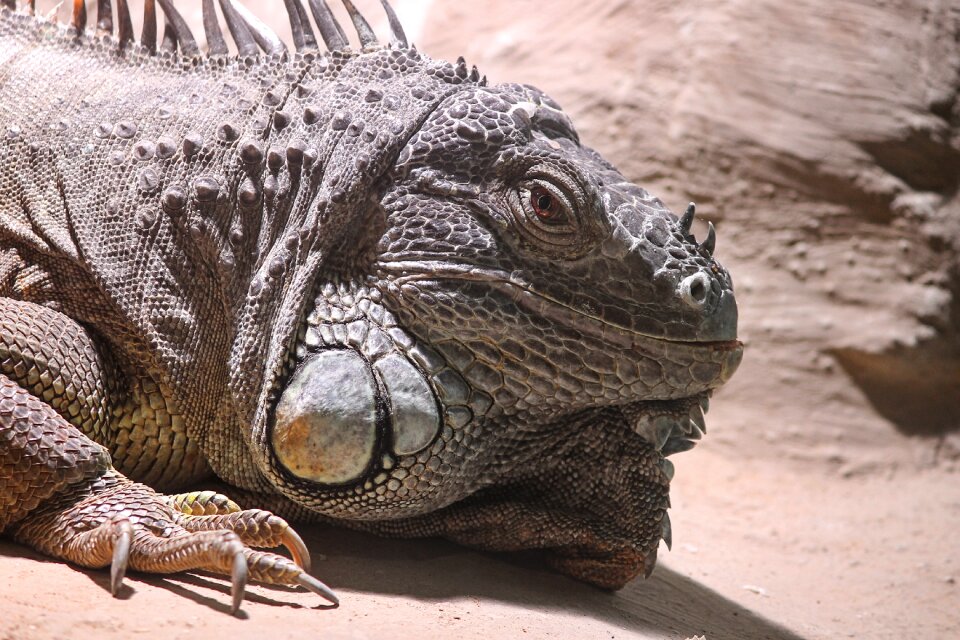 Reptile animal lizard