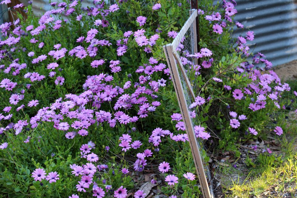 Daisies purple daisies lilac