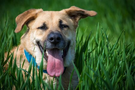 Animal hybrid dog head photo