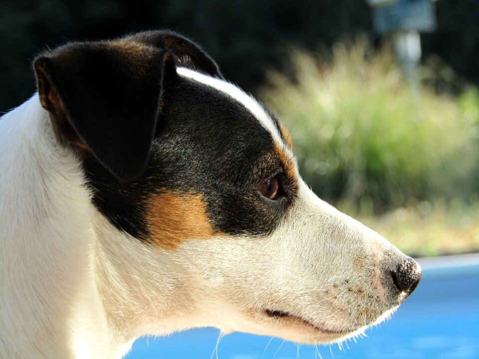 Cute terrier race