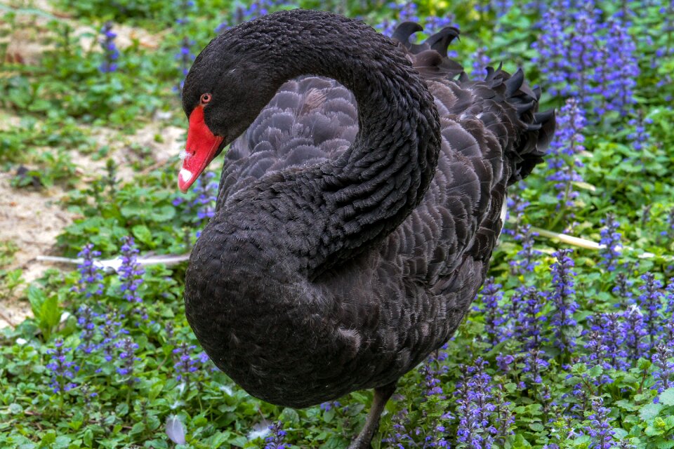 Black swan water bird