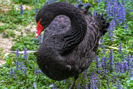 Black swan water bird