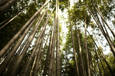 Green kyoto japanese photo