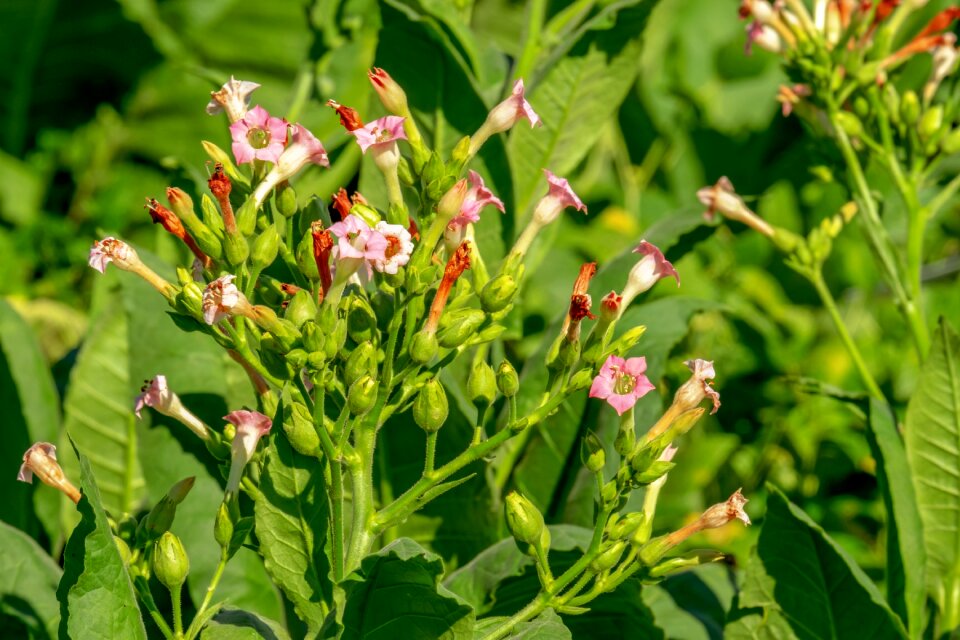 Bloom flora tobacco plant