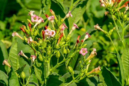 Bloom flora tobacco plant