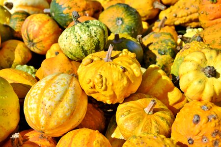 Cucurbita maxima choose large