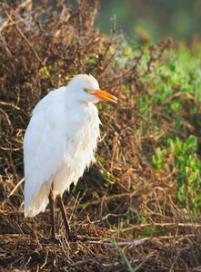 White heron nature photo