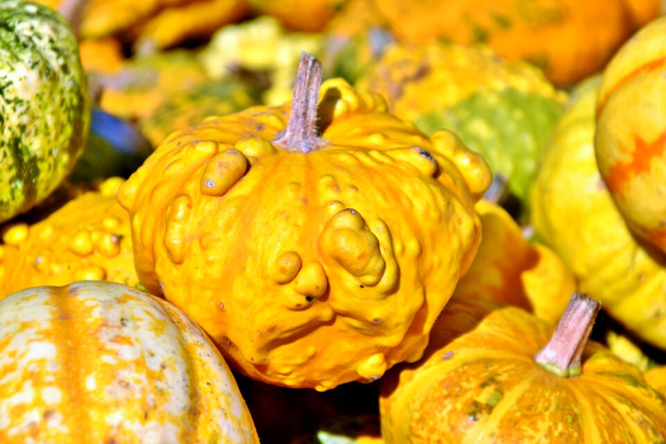 Cucurbita maxima choose large