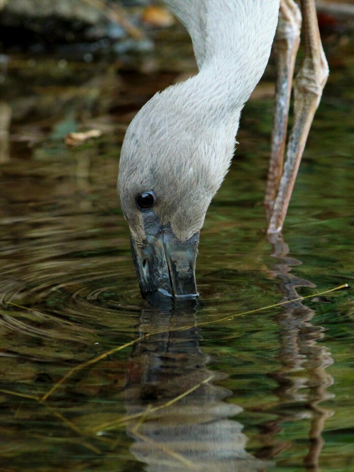 Bird avian nature