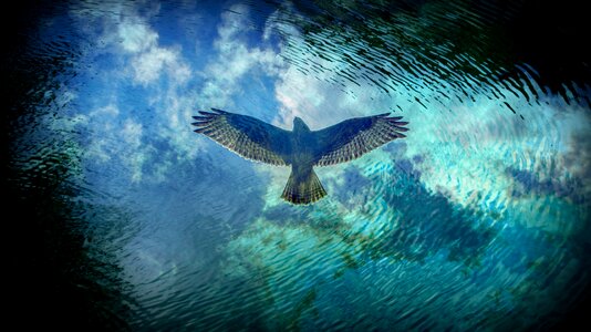 Water flight eagle photo