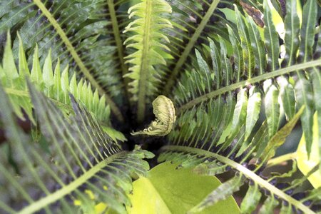 Tropical frond fern