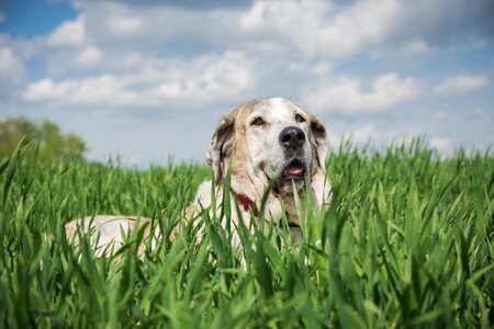 Animal hybrid dog head photo