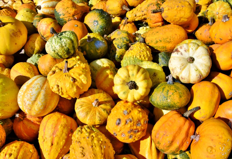 Cucurbita maxima choose large