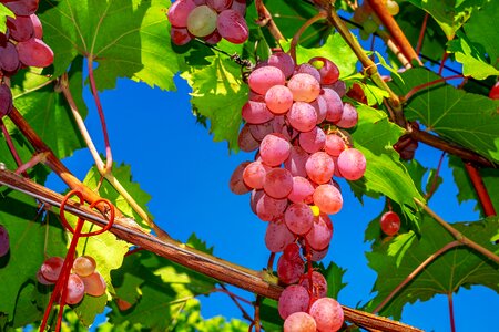Fruits ripe sweet