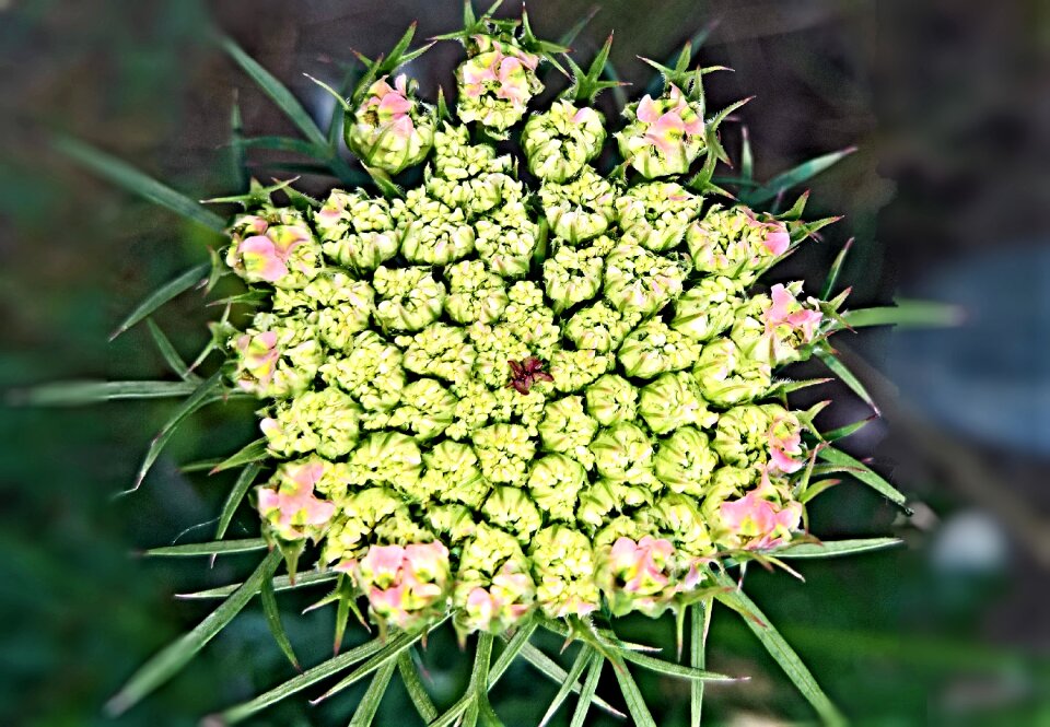 Blossom bloom bud