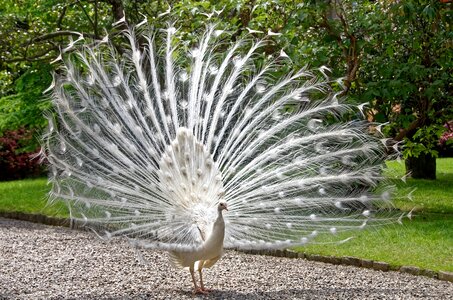 Bird male animal photo