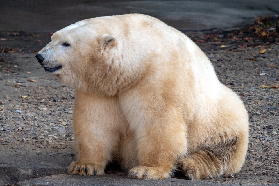 Animal animal world predator