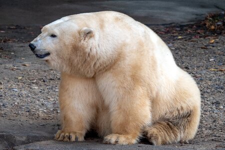Animal animal world predator