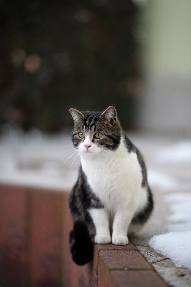 Winter snow hunt