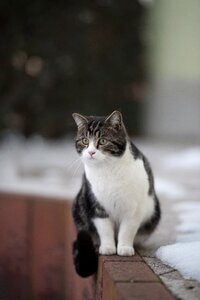 Winter snow hunt photo