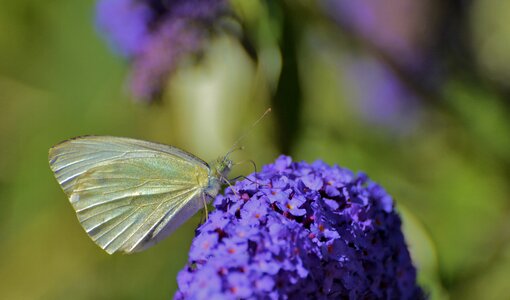 Butterfly summer garden photo