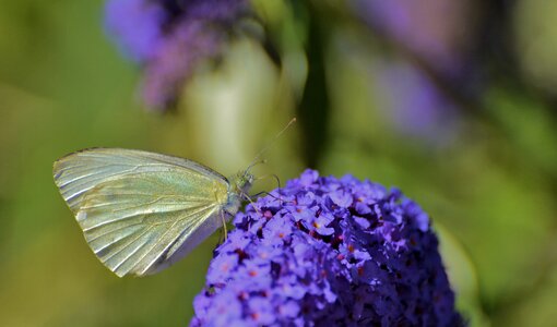 Butterfly summer garden