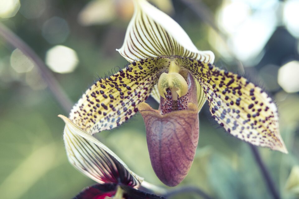 Flower beautiful color