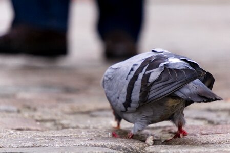 Eat pedestrian zone feet