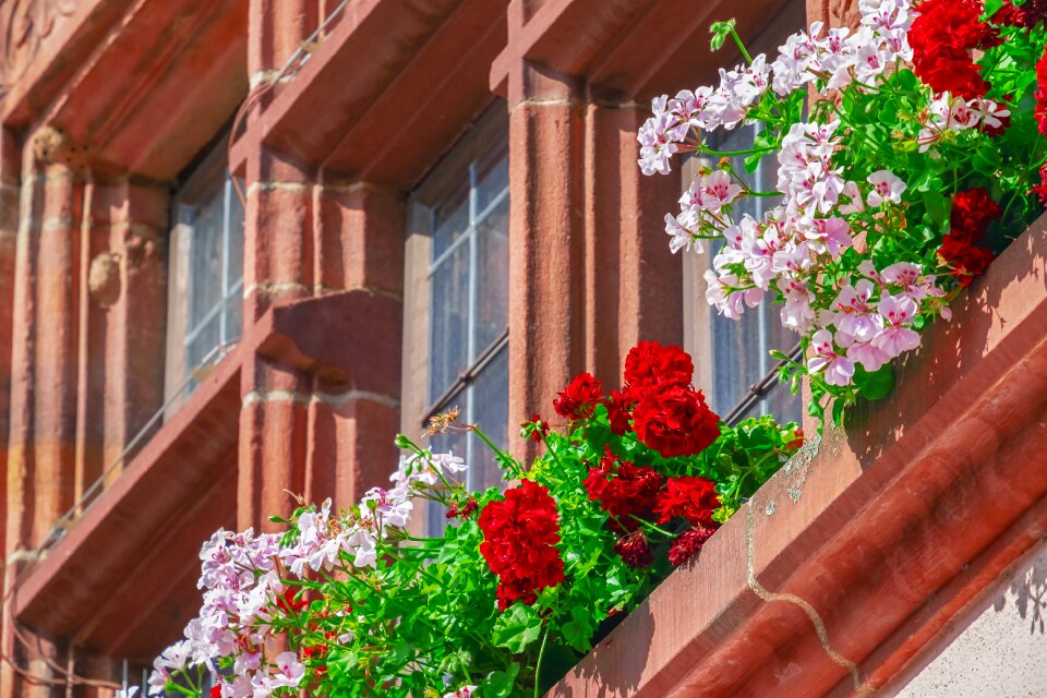 Flowers bloom house