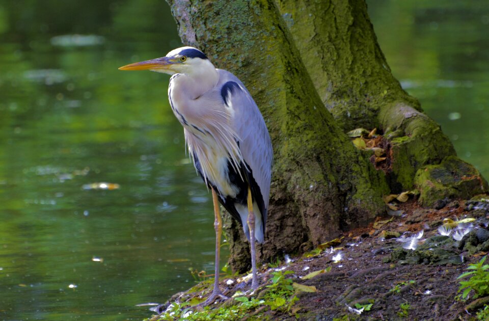 Water bird nature animal photography