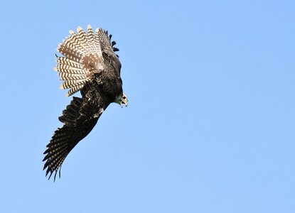 Wild animal nature feather