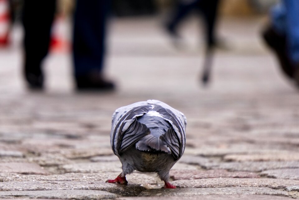 Eat pedestrian zone feet