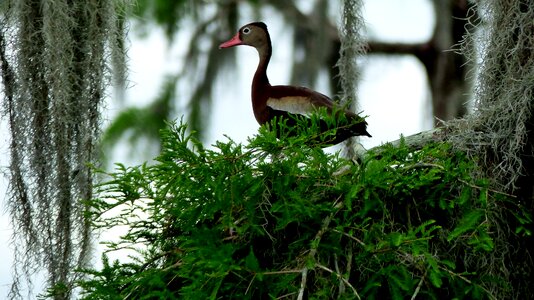 Duck nature plumage
