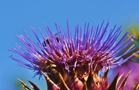 Blossom bloom medicinal plant photo