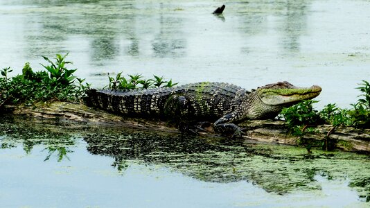 Marsh predator nature