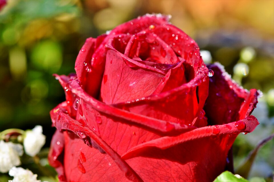 Bouquet of roses garden rose flower