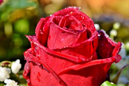 Bouquet of roses garden rose flower