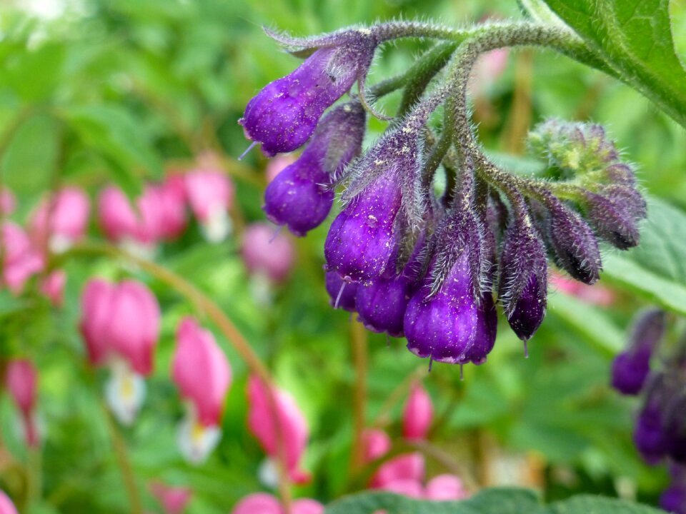 Comfrey symphytum medicinal plant