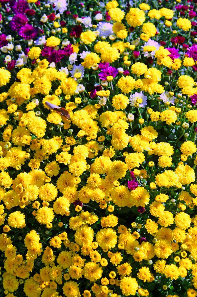 Bloom flora plant