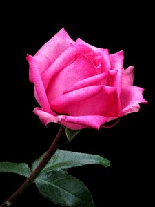 Blossom pink romantic photo